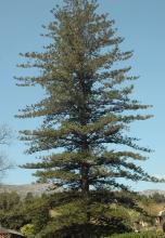 plant habit, older tree