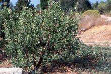 plant habit