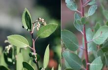 shoot, leaves and developing flower cluster