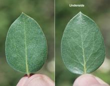 leaf