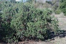 plant habit