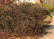 plant habit, winter