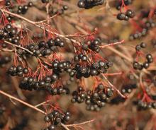 fruit clusters, winter