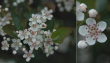 flowers and leaves