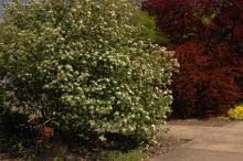 plant habit, flowering