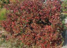 plant habit, fall