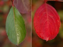 leaves, fall