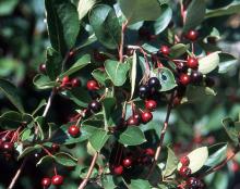 leaves and ripening fruit, summer