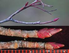 twig and buds, winter