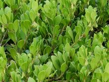 leaves