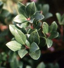leaves