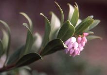 leaves and flower cluster