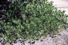 plant habit