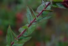 mature leaves