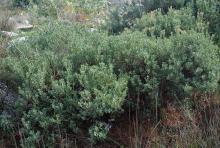 plant habit