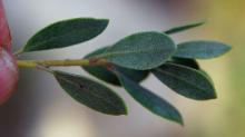 leafy shoot