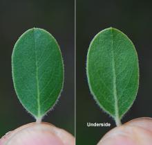 leaf