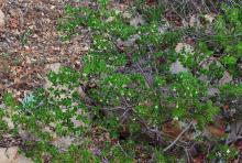 plant habit, flowering