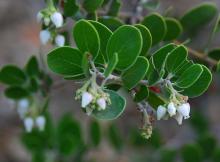 leaves and flowers