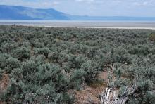 typical habitat