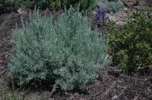 plant habit, small plant