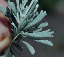 leaves