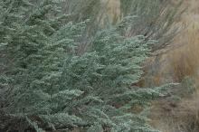 branches