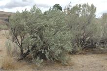 plant habit, late summer