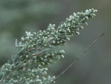 flower buds and leaves