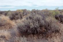 in habitat, fall