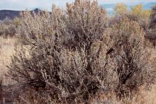 plant habit, fall
