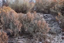 plant habit, in a landscape, winter