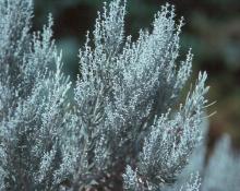 branches, preflowering