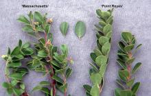 shoots, leaves, comparison