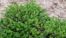 plant habit