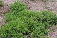 plant habit