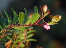 leaves and flowers