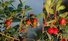 fruit and leaves