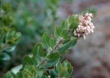 shoot and flower cluster
