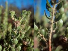 seed cluster and stem