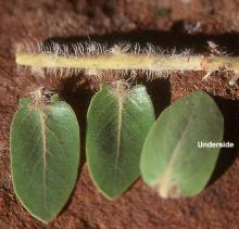 leaves and stem