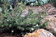 plant habit, flowering