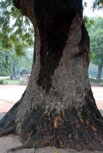 trunk, bark