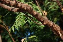 branch
