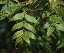 leaves