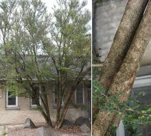 plant habit and trunks, older plant