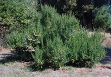 plant habit, summer