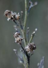 fruit clusters, winter