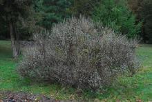plant habit, winter