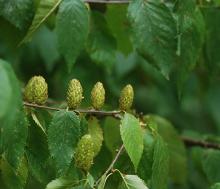 immature cones, late summer